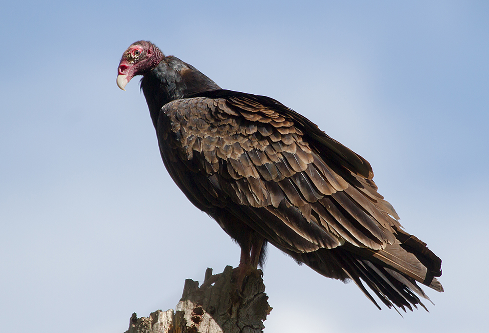 Turkey Vulture