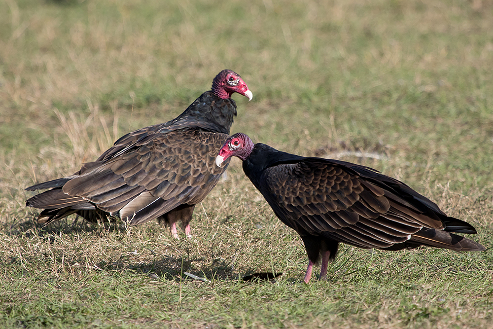 Turkey Vultures