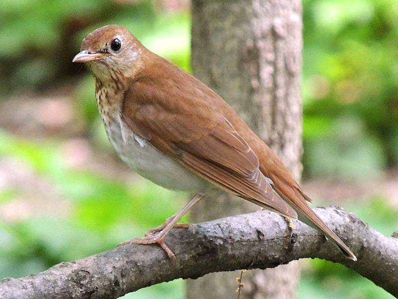 veery bird