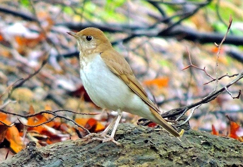 veery bird