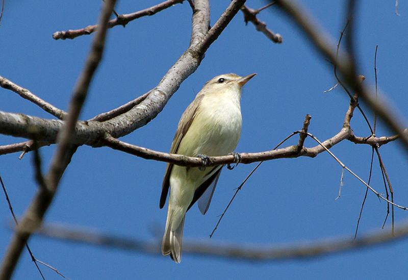 Warbling Vireo