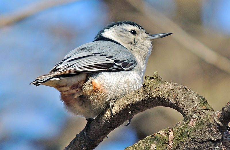 White-breasted Nuthatch