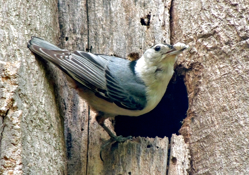 White-breasted Nuthatch with Fecal Sac