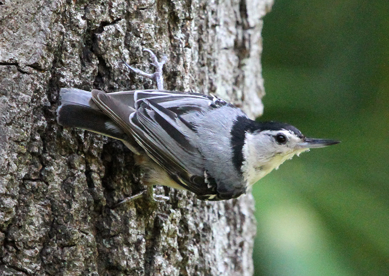 White-breasted Nuthatch