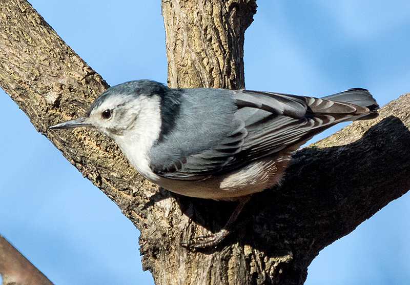 White-breasted Nuthatch