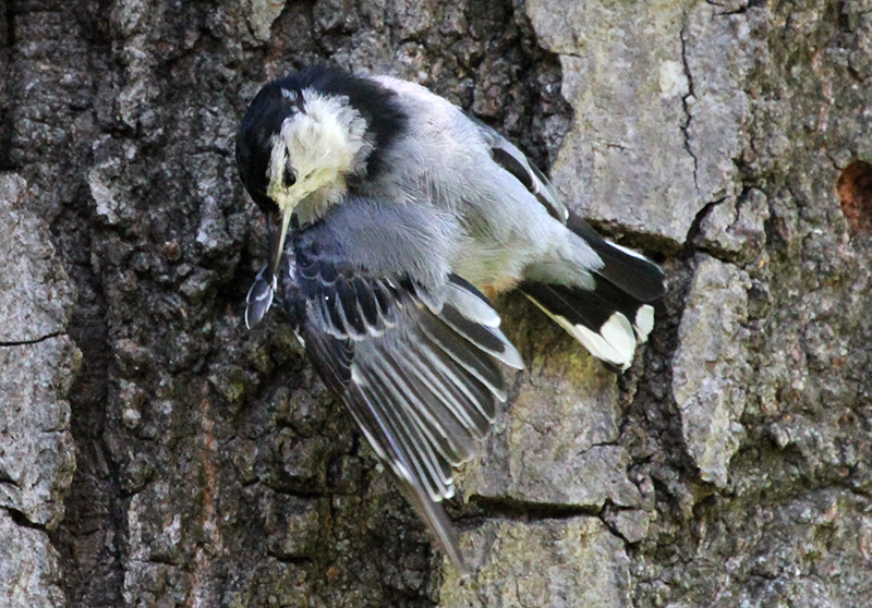 White-breasted Nuthatch preening