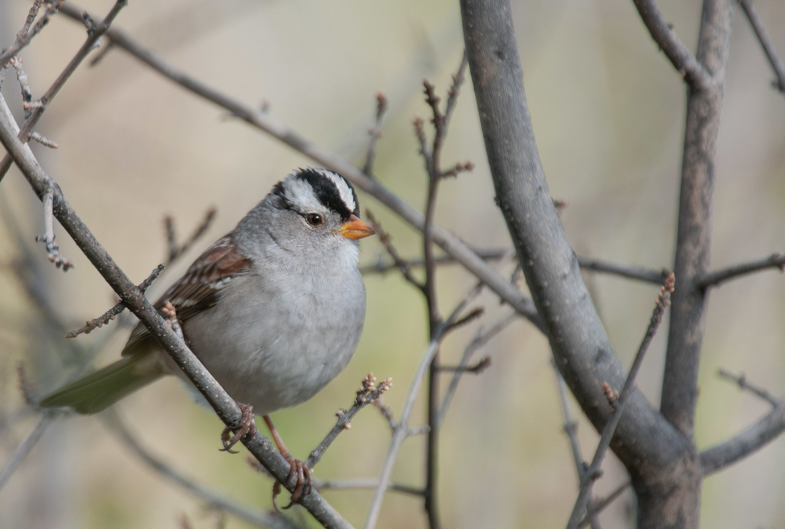 White-crowned Sparrow