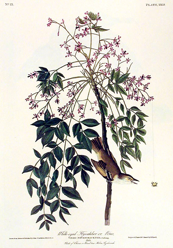 White-eyed Vireo Audubon Painting