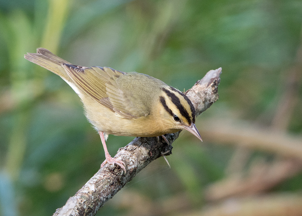 Worm-eating Warbler