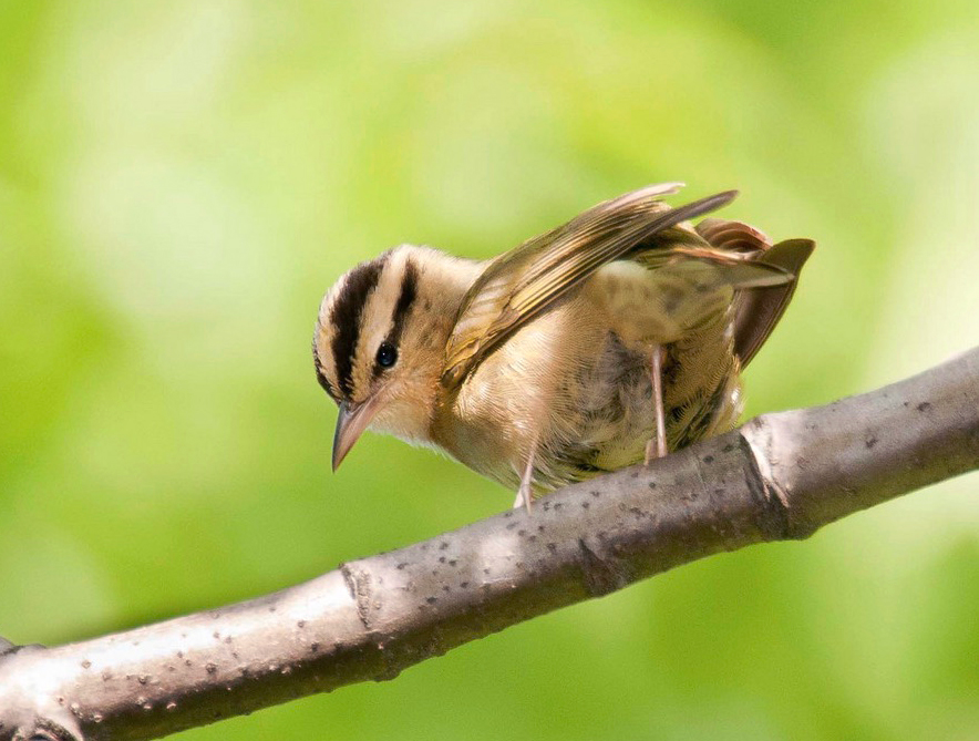 Worm-eating Warbler