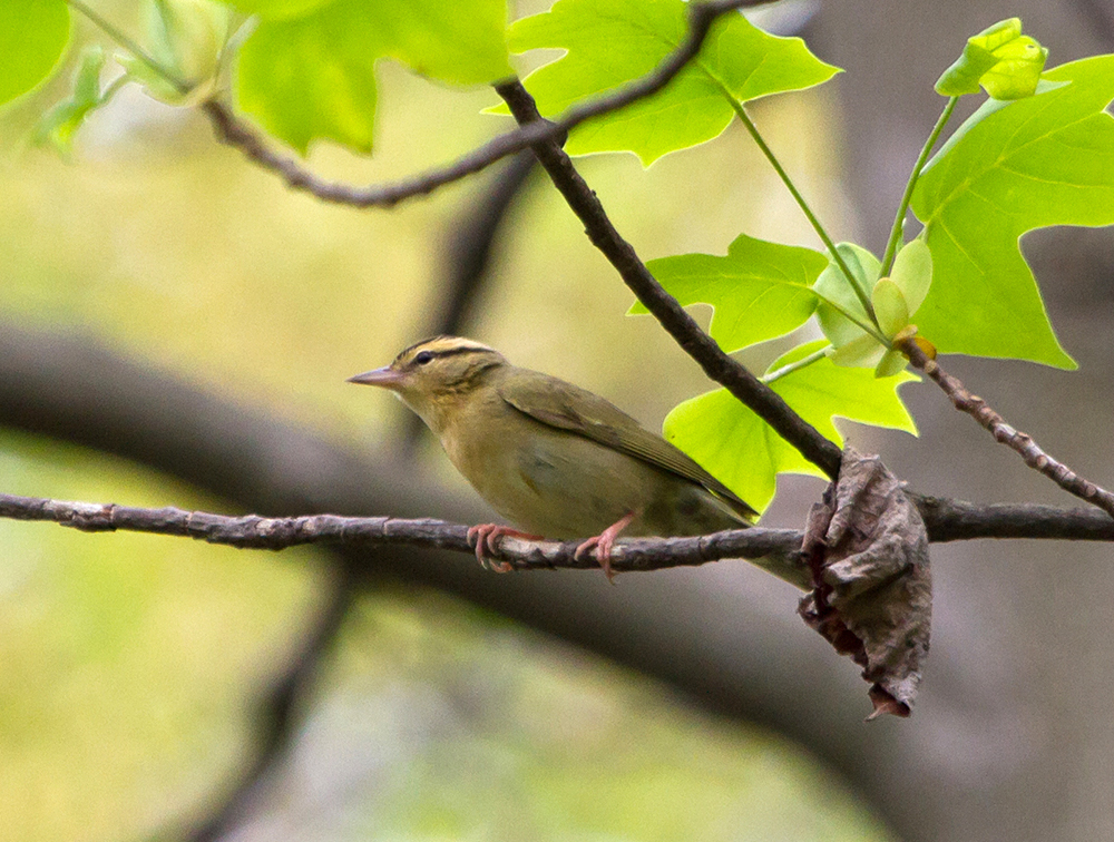 Worm-eating Warbler