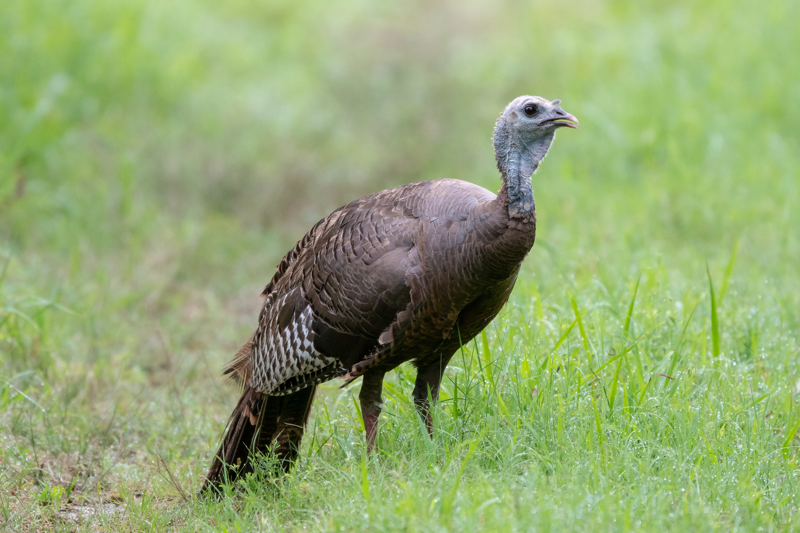 Monticello Park Birds Wild Turkey