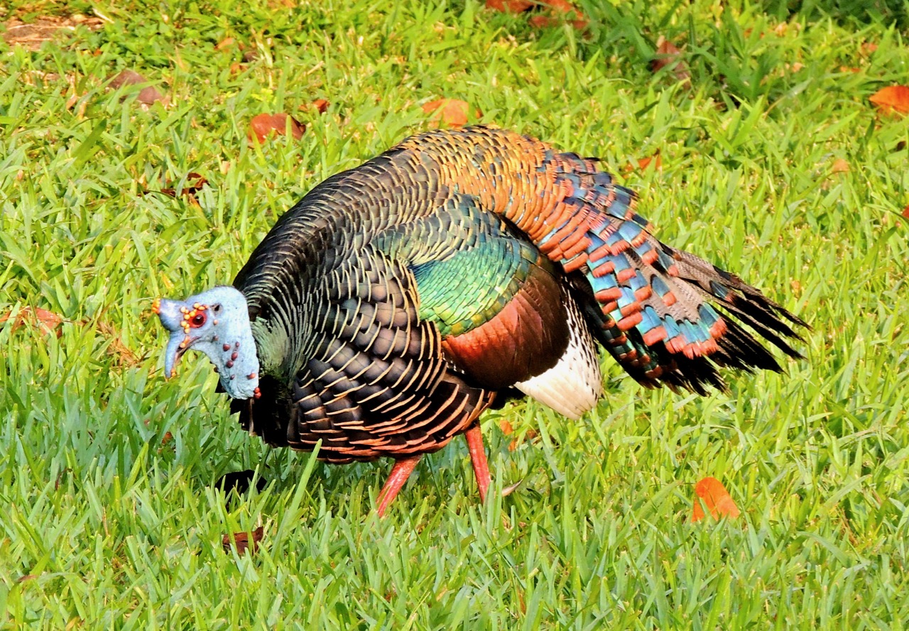 Ocellated Turkey in Belize