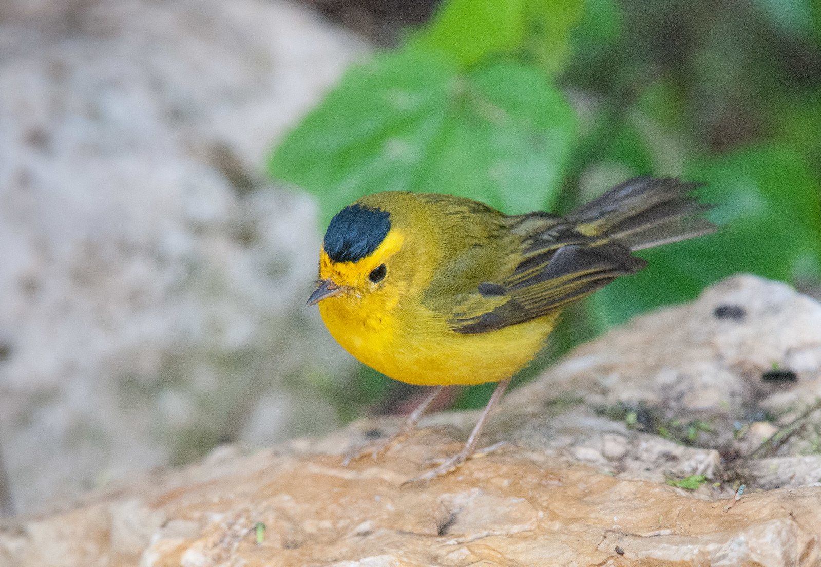 Wilson's Warbler Male