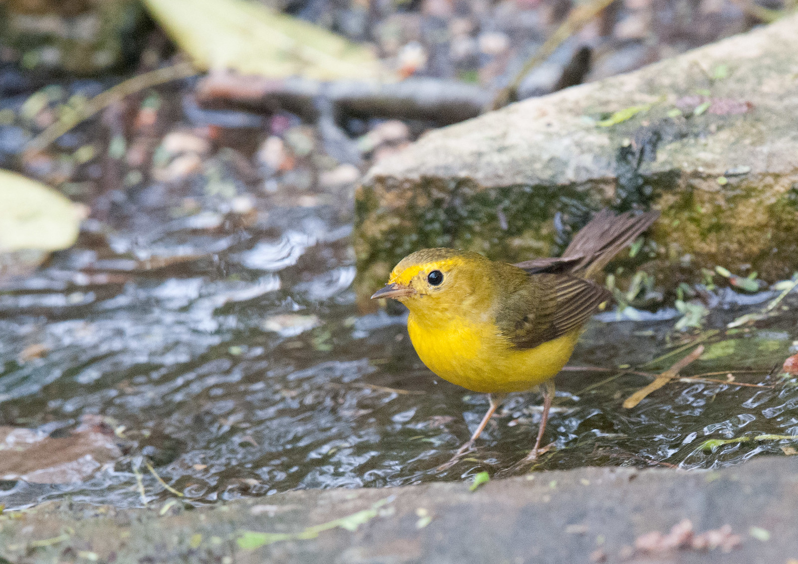 Wilson's Warbler Female