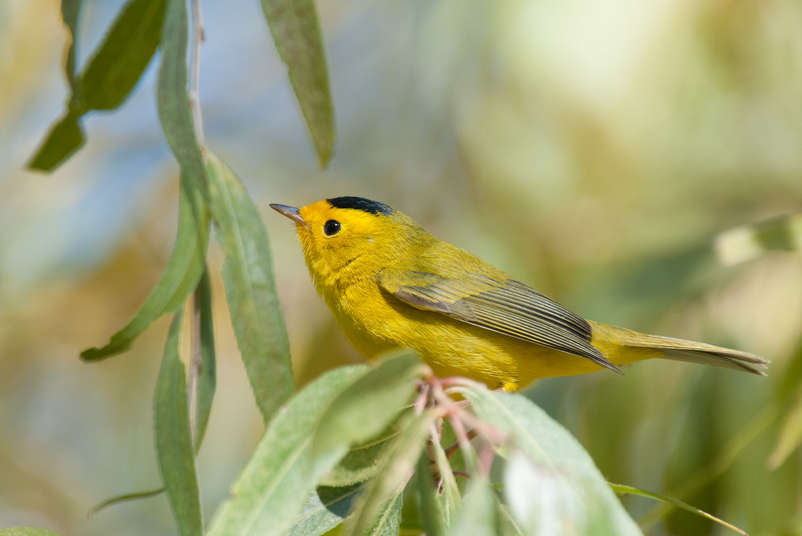 Wilson's Warbler Male