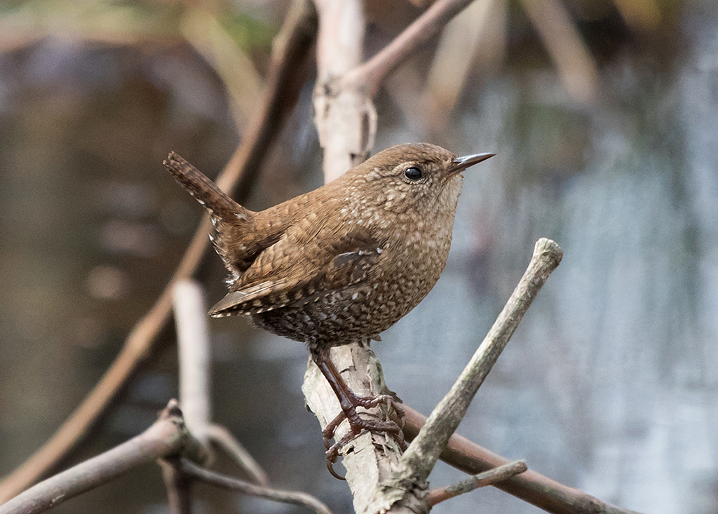 Winter Wren