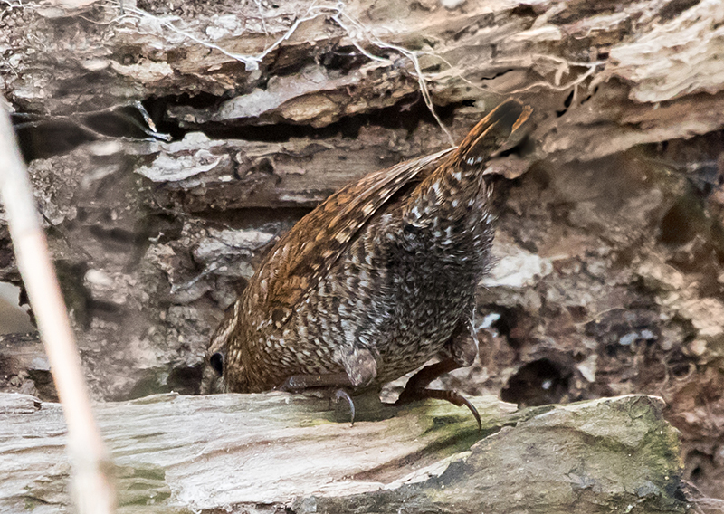 Winter Wren