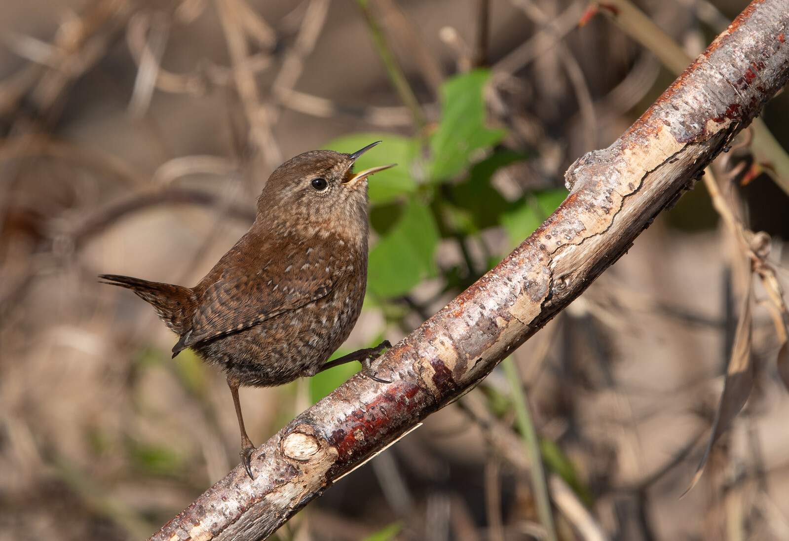 Winter Wren