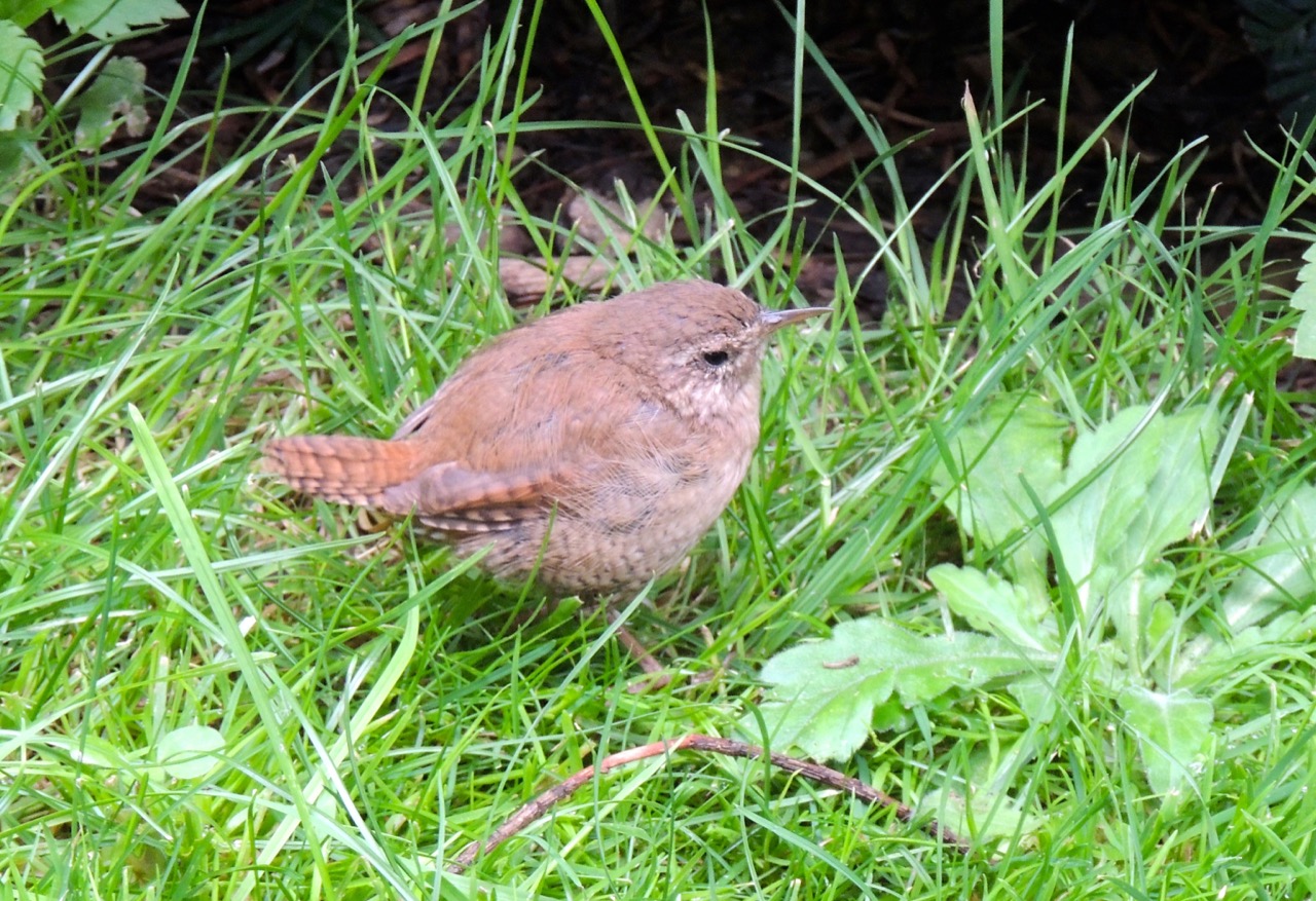 Winter Wren