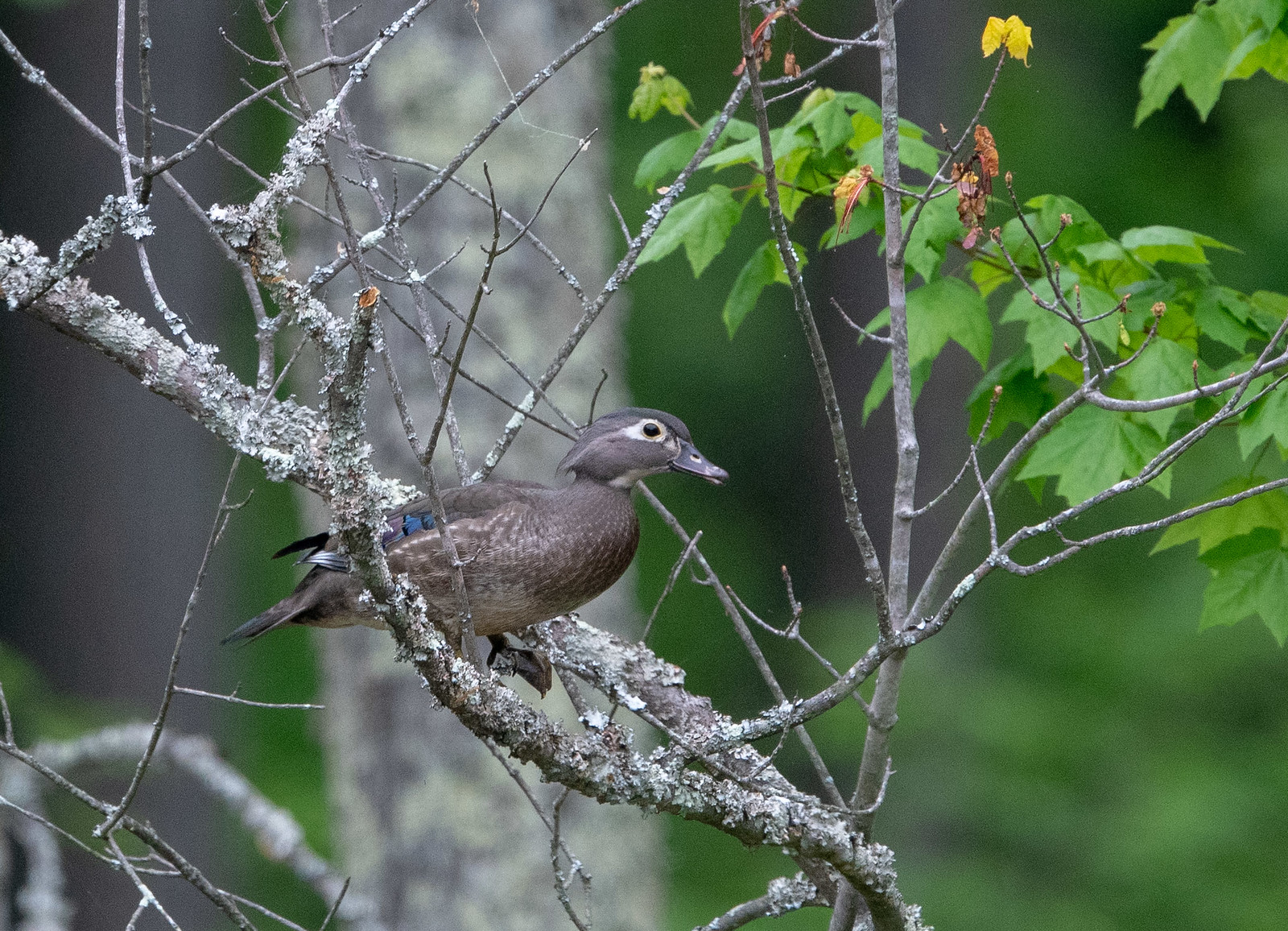 Wood Duck Female