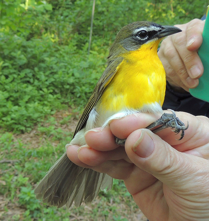 Yellow-breasted Chat at Banding Station