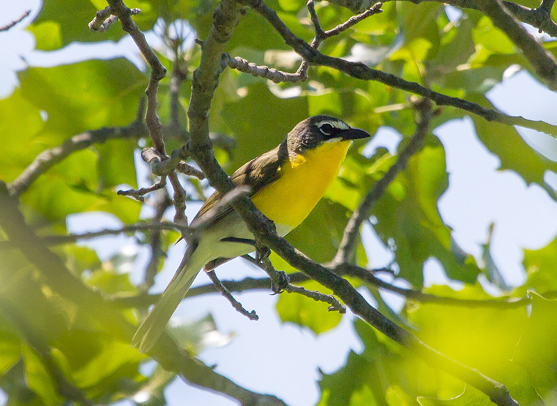 Male Yellow-breasted Chat