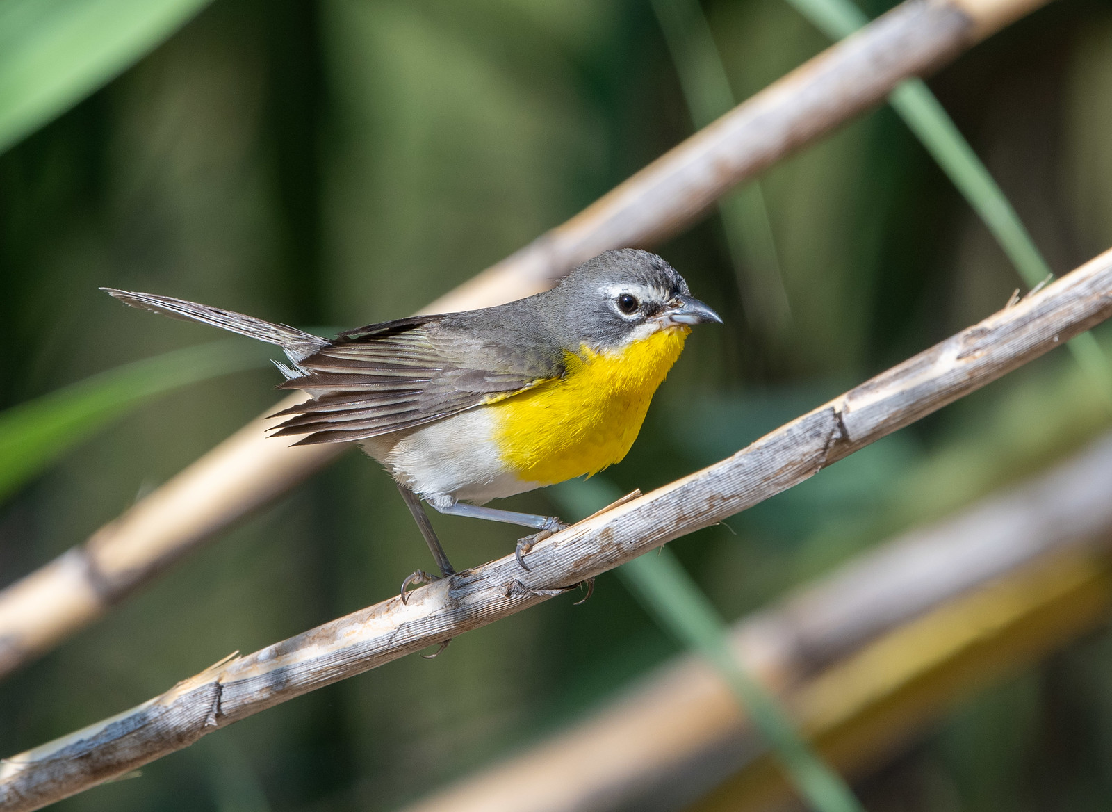 Female Yellow-breasted Chat