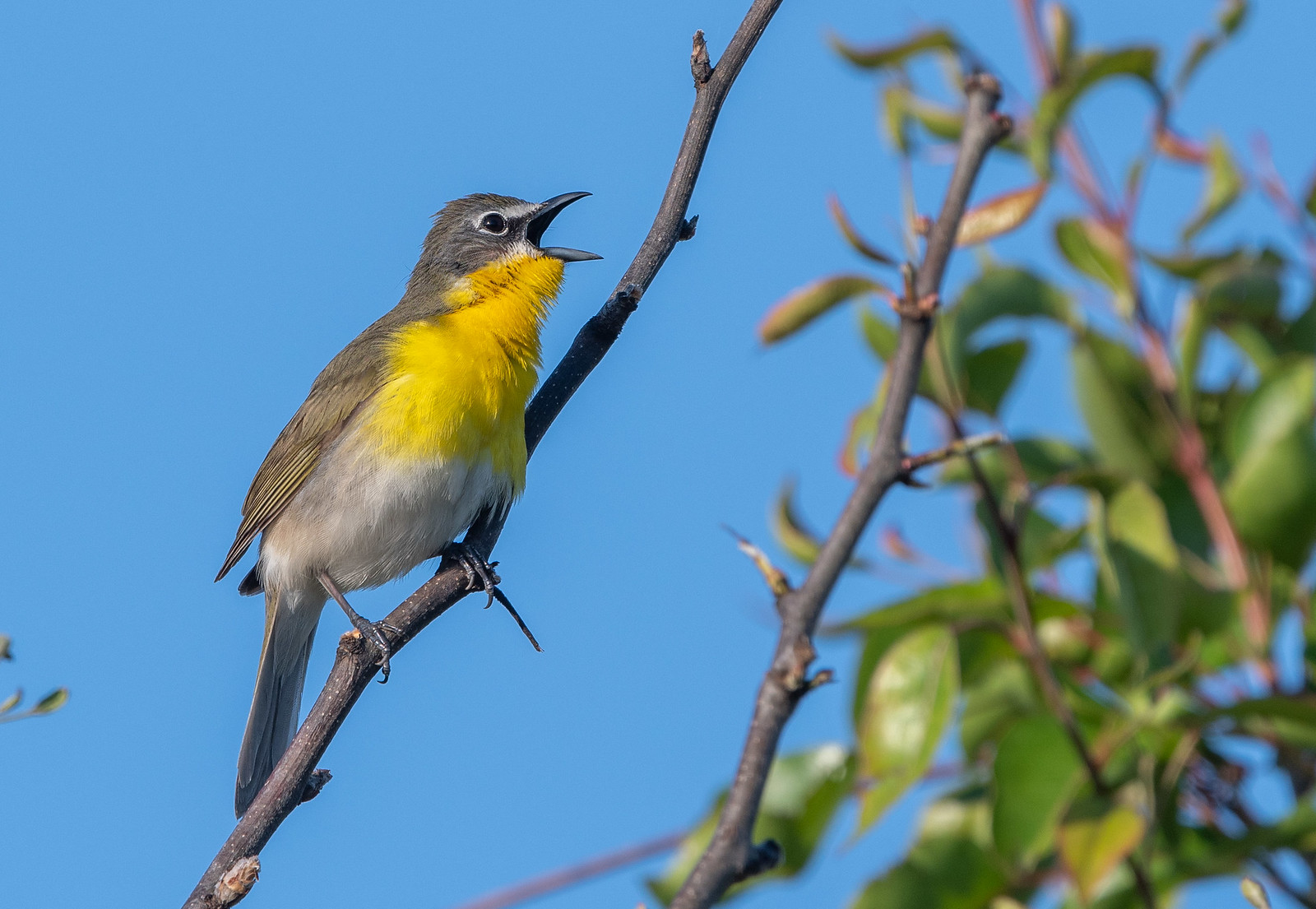 Male Yellow-breasted Chat