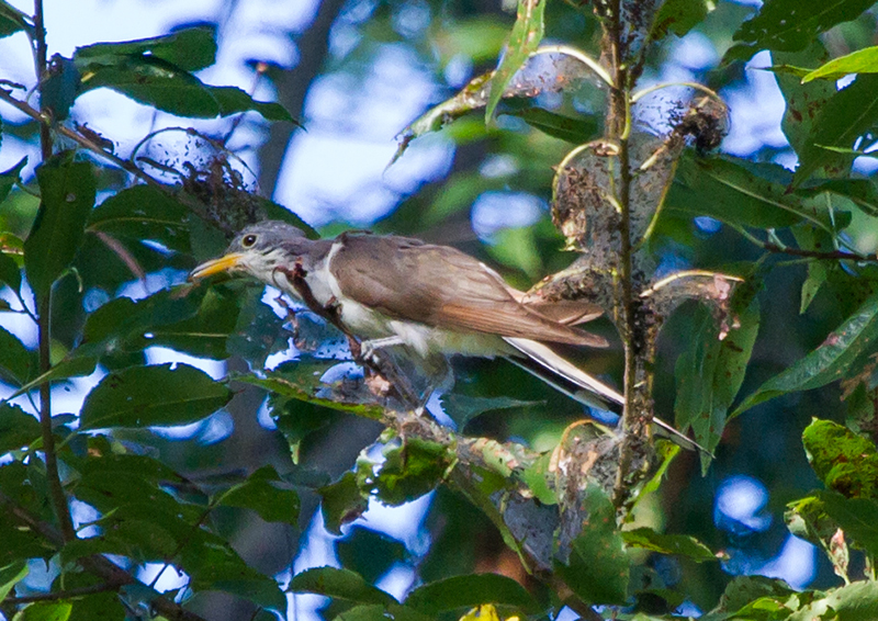 Juvenile Yellow-billed Cuckoo
