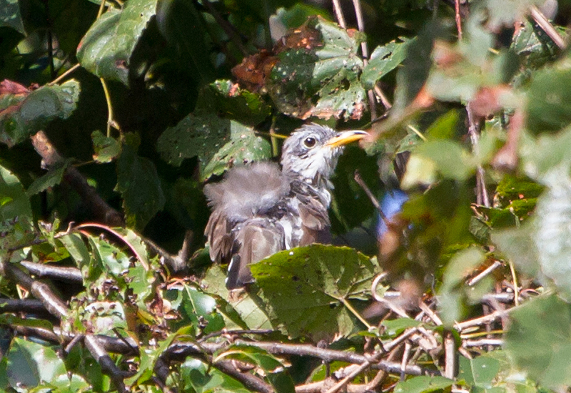 Juvenile Yellow-billed Cuckoo
