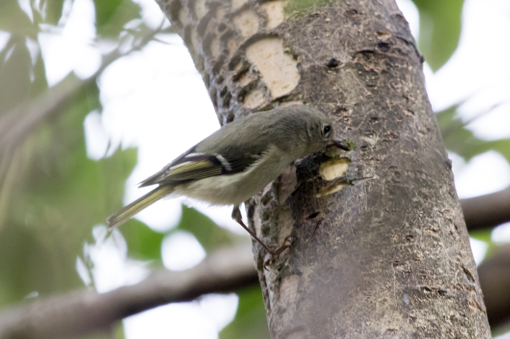 Ruby-crowned Kinglet feeding from wells