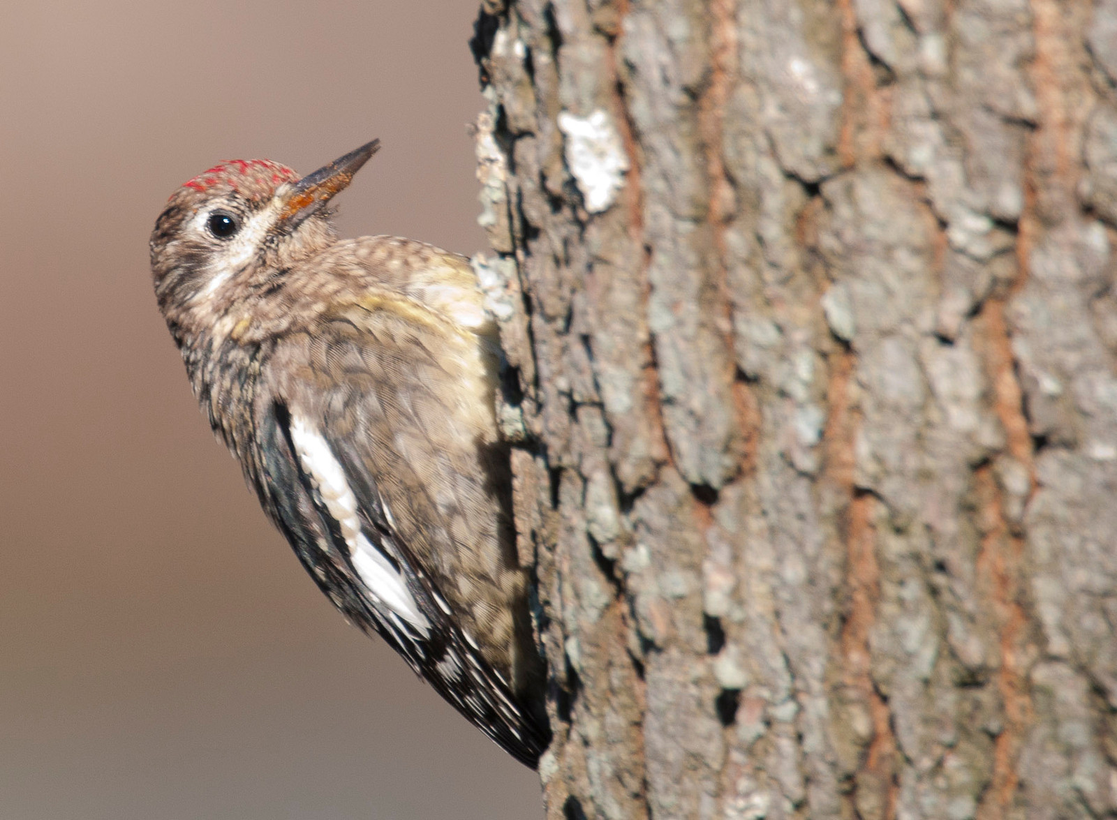 Second-year Yellow-bellied Sapsucker