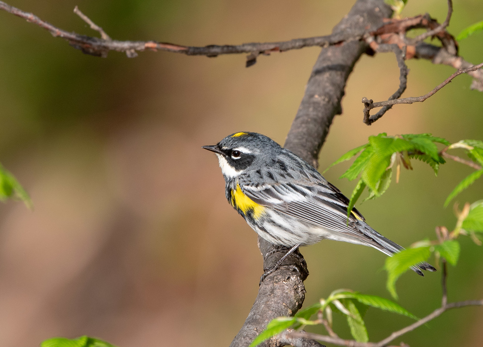 Yellow-rumped Warbler Male