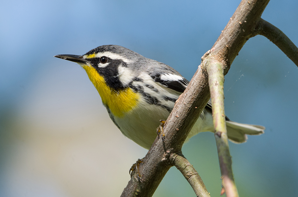 Male Yellow-throated Warbler