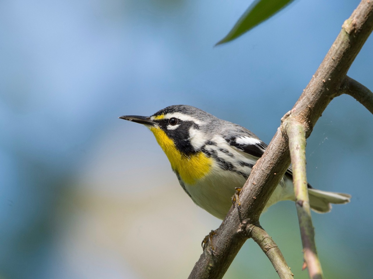 Yellow-throated Warbler <i>dominica</i> subspecies