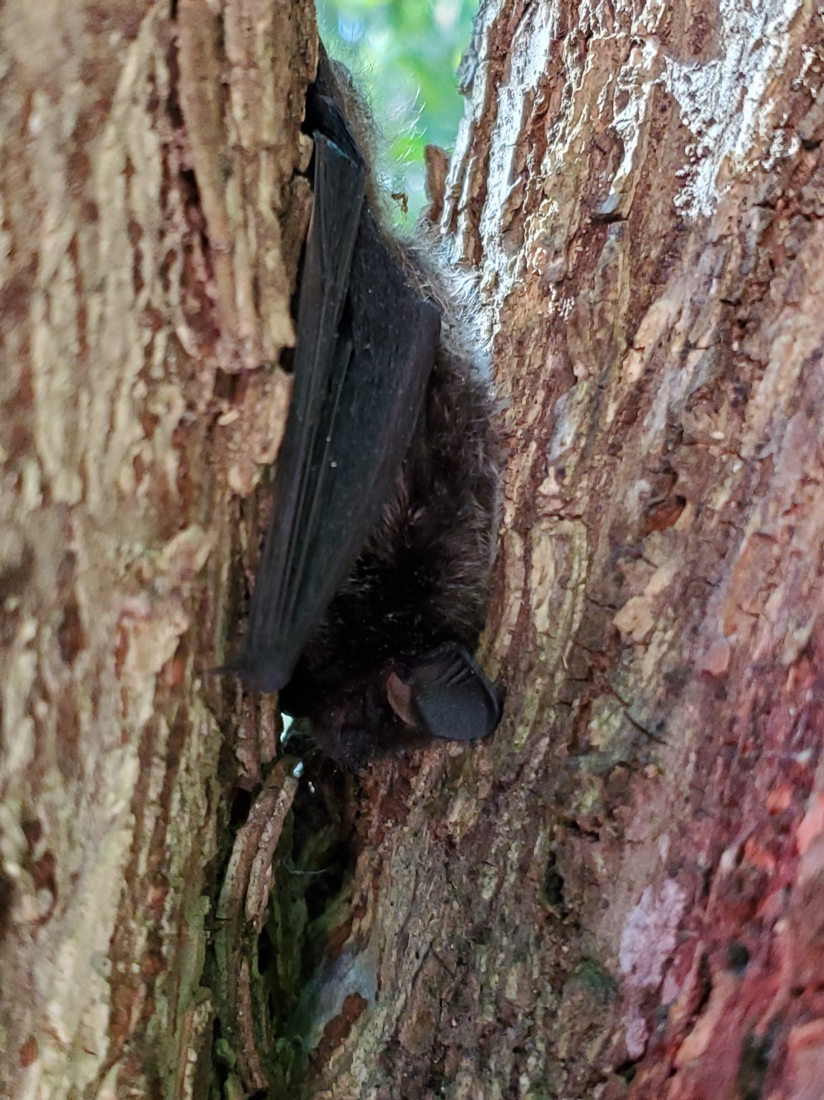 roosting bat