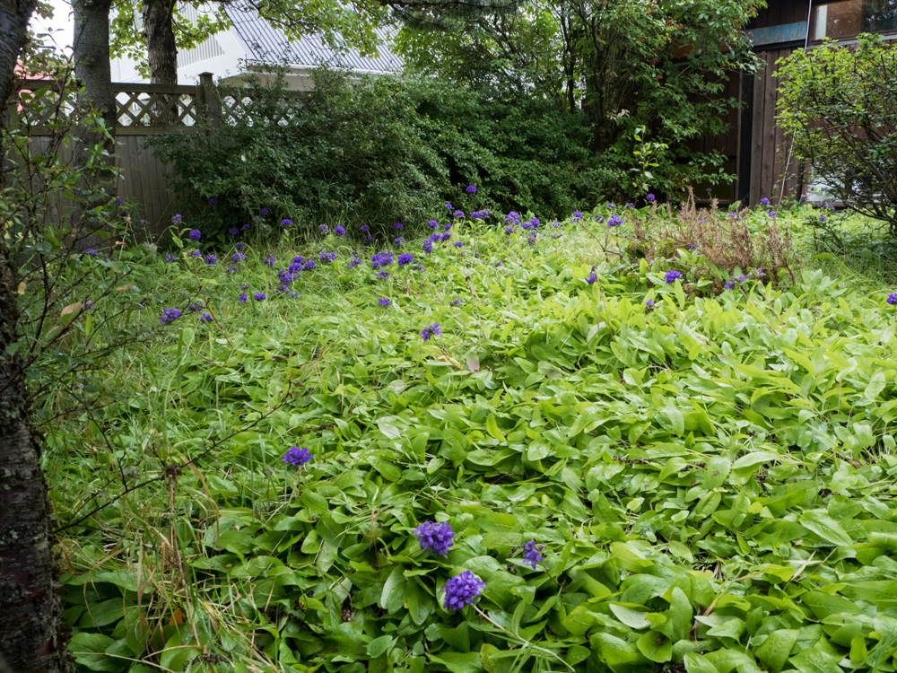 Purple flowers behind the Peace Center