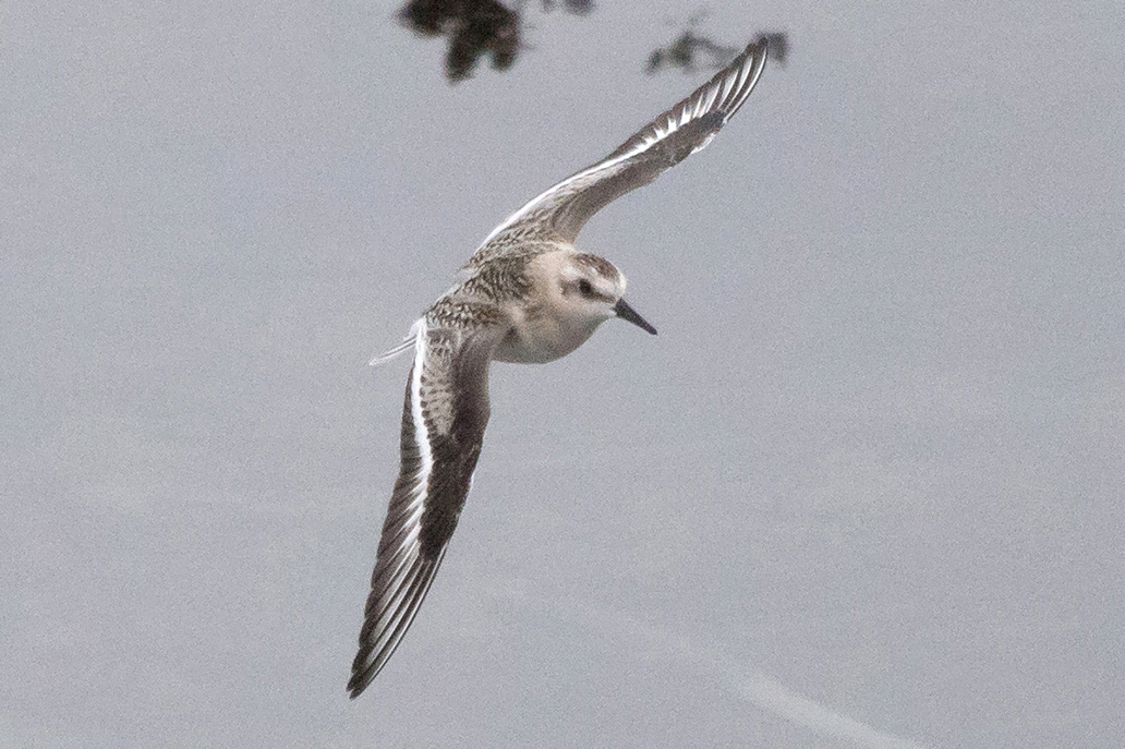 Sanderling in flight