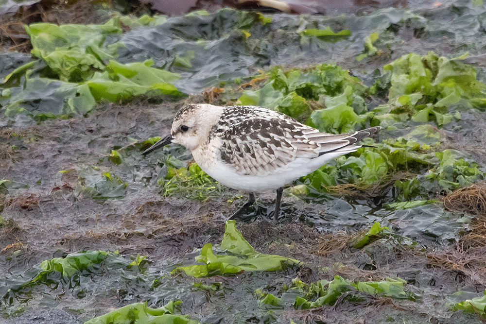 Sanderling with wings tucked. You can see how the dark wingtips extend past the short tail.