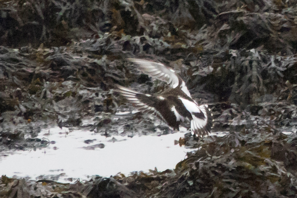 Ruddy Turnstone coming in for a landing