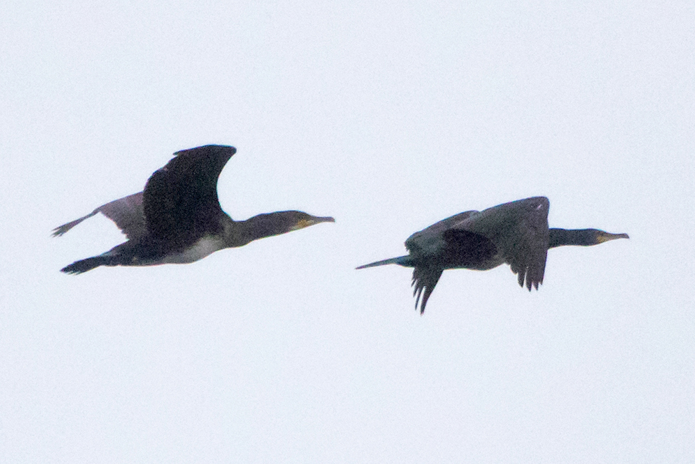Great Cormorants flying in the misty distance
