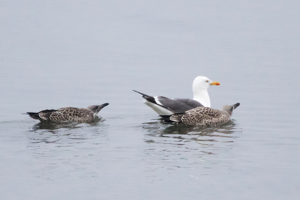 An adult Lesser Black-backed Gull being pestered by its vociferous offspring