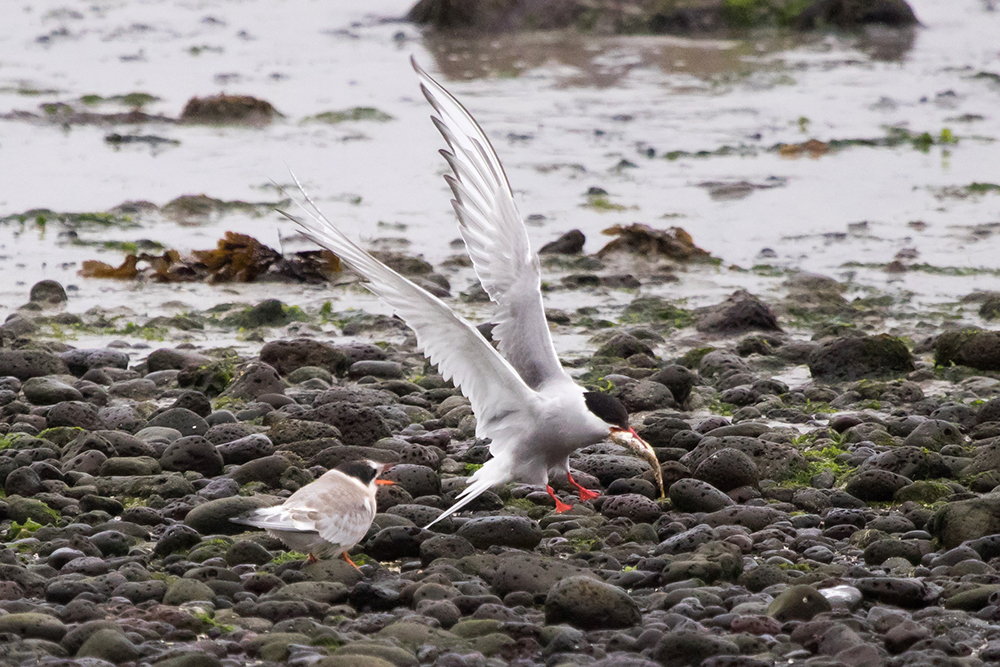 An adult Arctic Tern bringing a small fish back for its young