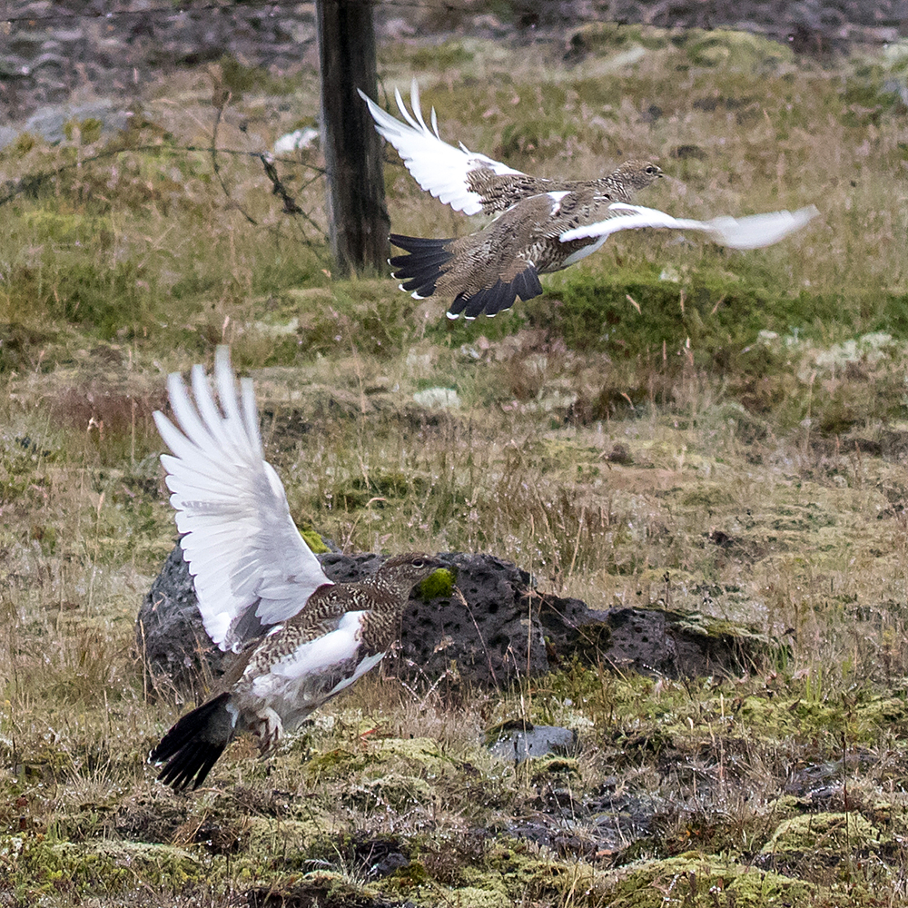 Rock Ptarmigan showing their white wings in flight