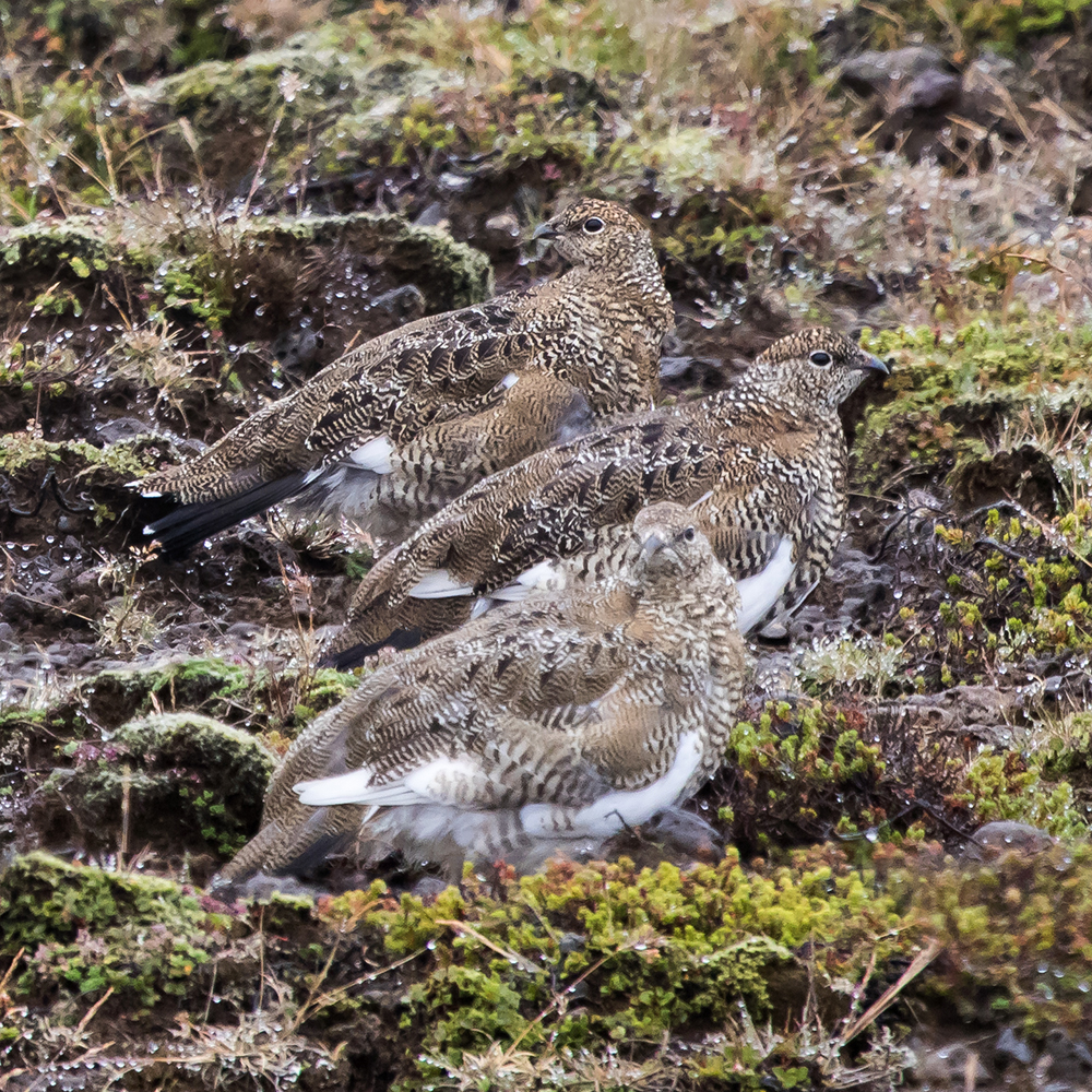 A trio of camouflaged ptarmigans