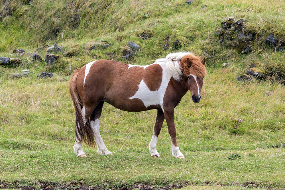 An Icelandic horse looking like kin to the Chincoteague ponies