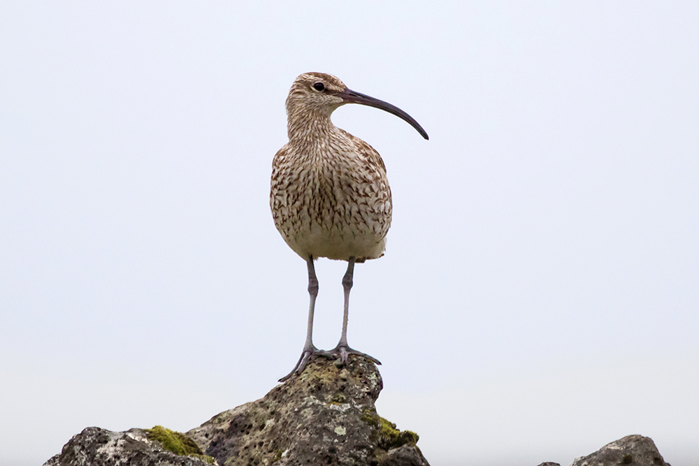 A Whimbrel standing atop volcanic rock