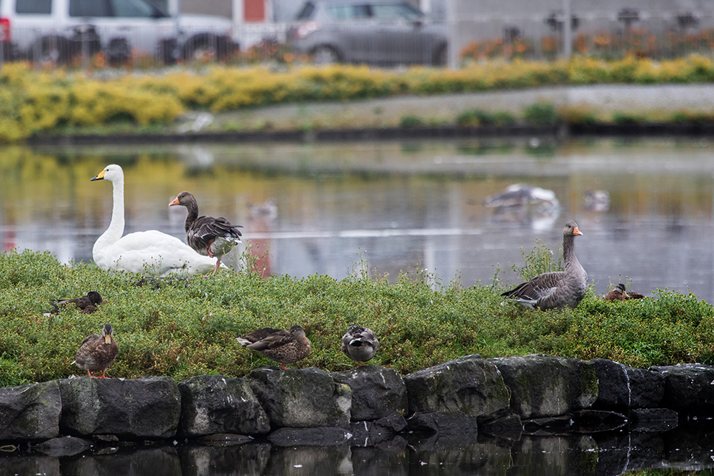 The Whooper Swan, Greylag Geese, and Mallards on a tiny island