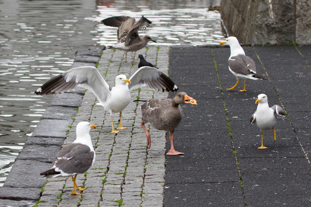A Greylag Goose being chased by Lesser Black-backed Gulls